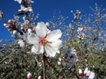 Almond flower flowering