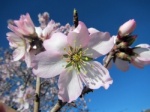 Almond flower flowering