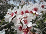 Almond flower
