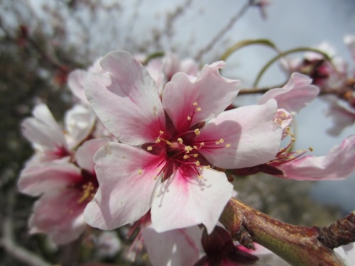 Almond flower