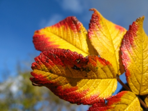 autumn leaves