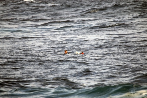 BIG XXL Wave Surfing North Tenerife