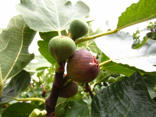 Common fig Ficus carica