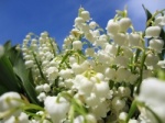 Convallaria majalis aka Lily of the Valley