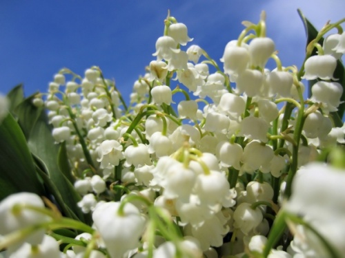 Convallaria majalis aka Lily of the Valley