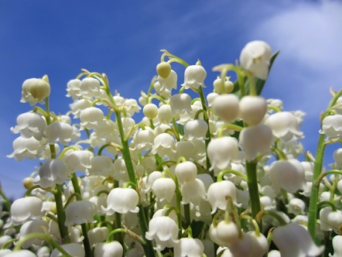 Convallaria majalis aka Lily of the Valley