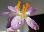 Crocus Krokus Crocus sativus