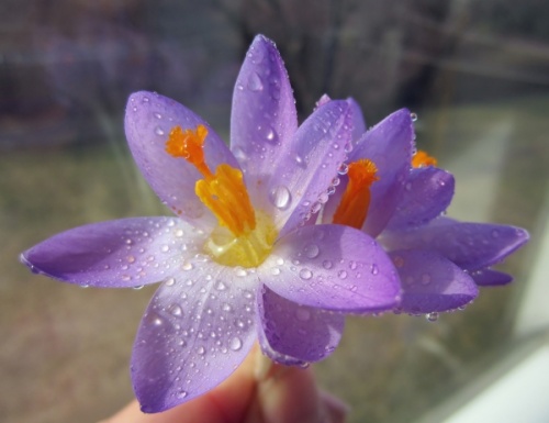 Crocus Krokus Crocus sativus