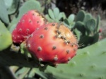 Edible fruits of the cactus Opuntia dillenii