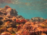 El Cabezo Godzilla reef from underwater camera