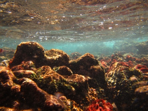 El Cabezo Godzilla reef from underwater camera