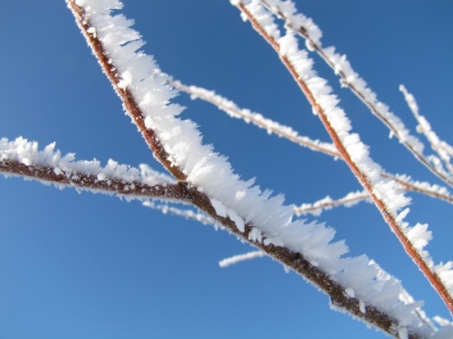 Frozen plants frost hard rime