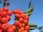 Rowan pomes or berries