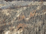 Teide after summer fires